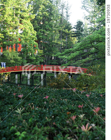 Koyasan, a lotus pond in the altar of the castle Koyasan, a lotus pond in the altar of the castle 19730938