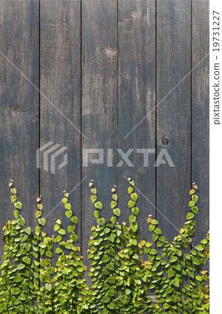 Climbing Ficus pumila on wood wall 19731227