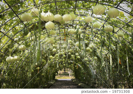 Green tunnel made from gourd plant 19731308