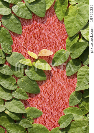 Climbing Ficus pumila on red wall 19731323