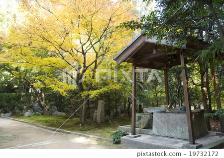 Japanese and fresh green Japanese and fresh green 19732172