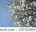 櫻桃樹 19732468