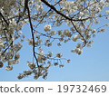 櫻桃樹 19732469