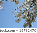 櫻桃樹 19732470