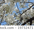 櫻桃樹 19732471