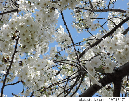 櫻桃樹 19732471