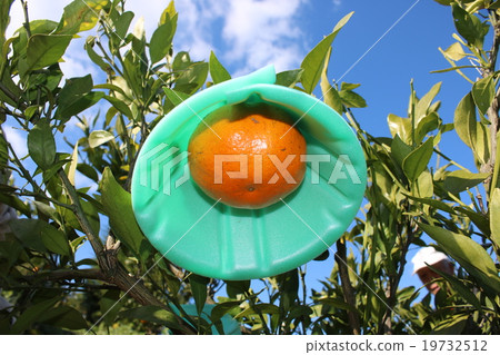 “Sweetpea”用傘準備在果園收穫=愛媛獨特的物種 19732512