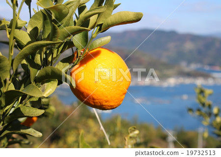 Imazu Ponkan which celebrated the harvest season in the shady fields overlooking the ocean 19732513
