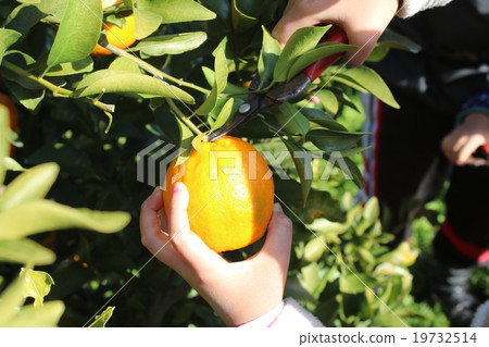 Where to harvest Imazu Ponkan 19732514