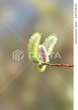 在京都的貓貓 19733637