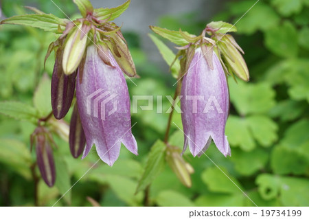 Fresh red purple firefly brush 19734199