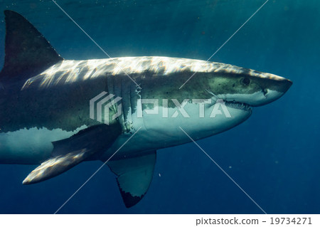 Great White shark ready to attack Great White shark ready to attack 19734271