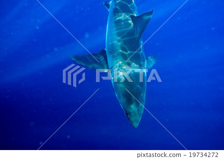 Great White shark ready to attack 19734272