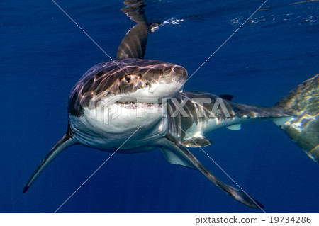 Great White shark ready to attack 19734286