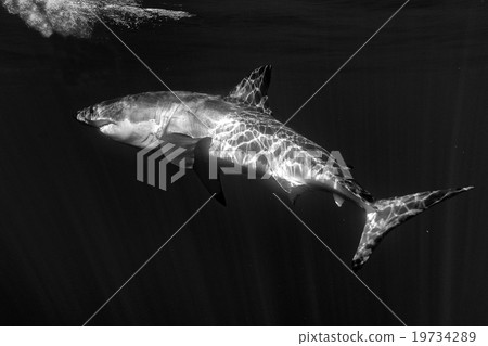 Great White shark attack in b&w 19734289