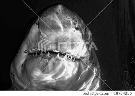 Great White shark attack in b&w Great White shark attack in b&w 19734290