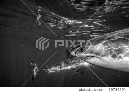 Great White shark attack in b&w Great White shark attack in b&w 19734291
