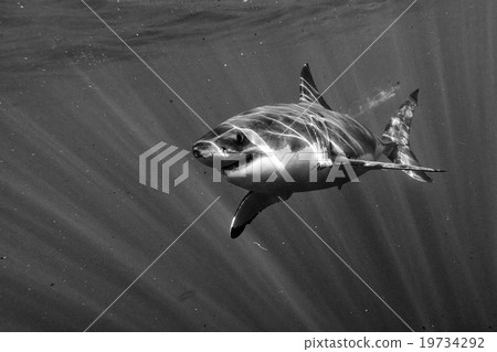 Great White shark attack in b&w Great White shark attack in b&w 19734292