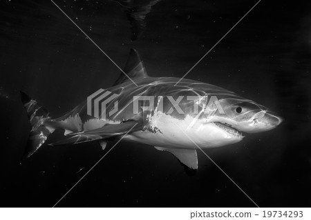 Great White shark attack in b&w Great White shark attack in b&w 19734293