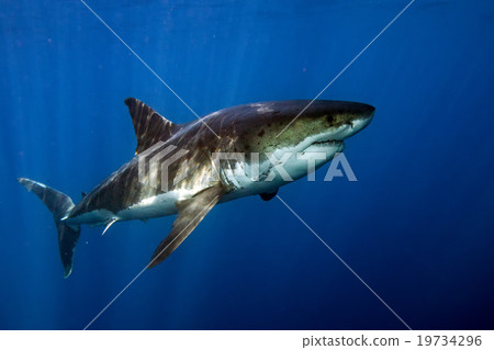 Great White shark ready to attack 19734296