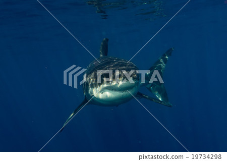 Great White shark ready to attack 19734298