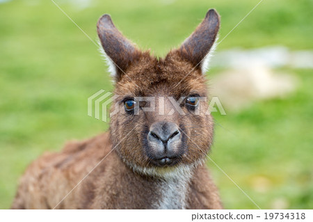 Puzzled kangaroo portrait close up portrait Puzzled kangaroo portrait close up portrait 19734318