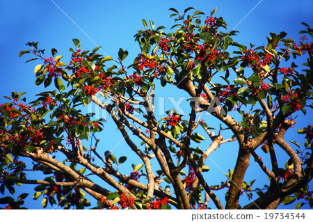 成熟紅色成熟的果子 成熟紅色成熟的果子 19734544