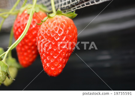 Strawberry picking Strawberry picking 19735591