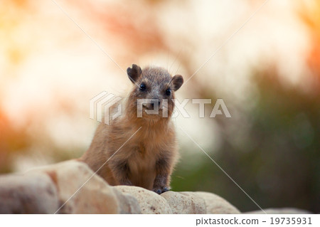 Rock hyrax walking on the rock 19735931