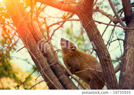 Rock hyrax on the tree 19735935