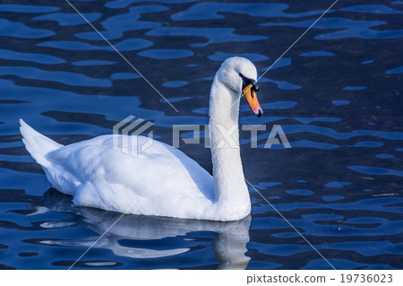 Swan on a lake 19736023