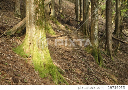 Sunlight filtering through the trees Sunlight filtering through the trees 19736055