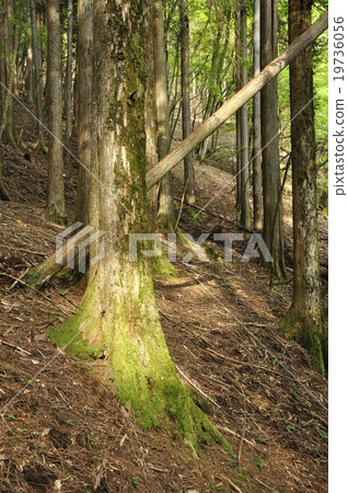 Sunlight filtering through the trees 19736056