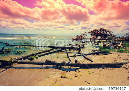Wild desert beach with fallen dead trees Wild desert beach with fallen dead trees 19736117
