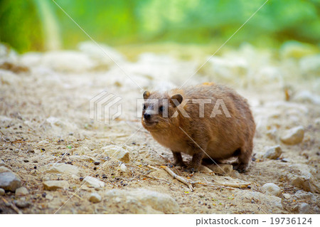 Rock hyrax walking on the rock 19736124