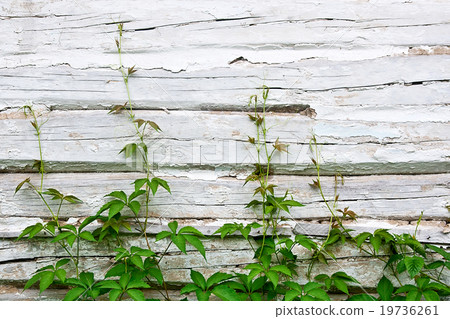 Green leaves of wild grapes on vintage background Green leaves of wild grapes on vintage background 19736261