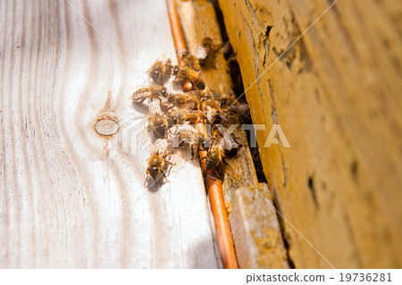 Plenty of bees at entrance of beehive in apiary. 19736281