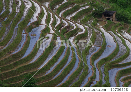 Yuanyang's rice terrace 19736328