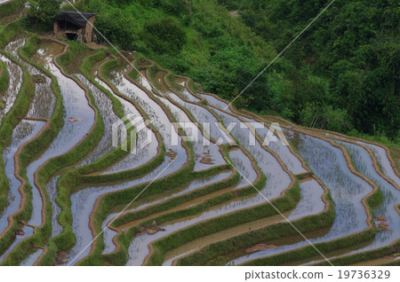 Yuanyang's rice terrace 19736329