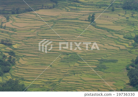 Yuanyang's rice terrace 19736330