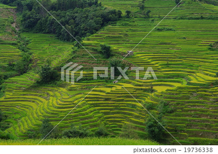 元陽的水稻梯田 19736338