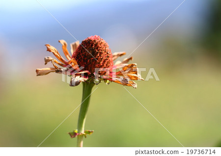 枯萎的花朵（Besshi） 19736714