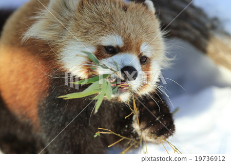 Lesser panda 19736912