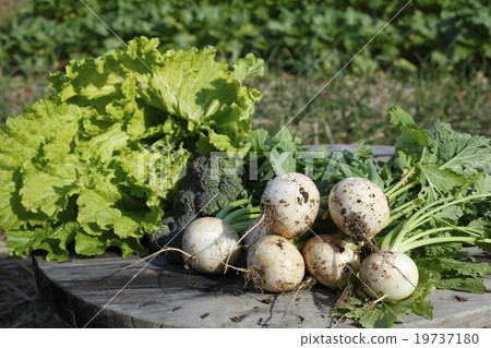 Vegetable harvest Vegetable harvest 19737180