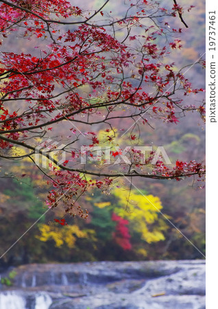 Fukurodon falls autumn leaves 19737461