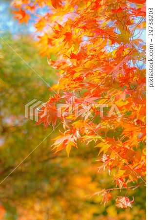 Autumn leaves 19738203