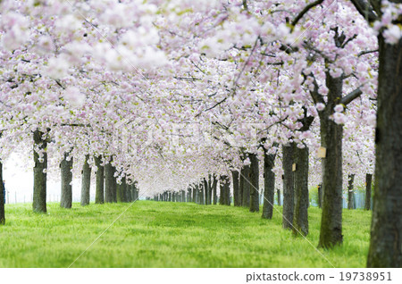 Obuse Sakura River Cherry Blossoms 1 19738951