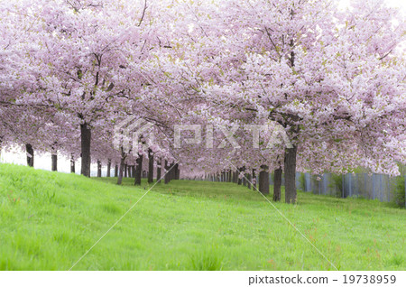 Obuse Sakura River Cherry Blossoms 8 Obuse Sakura River Cherry Blossoms 8 19738959