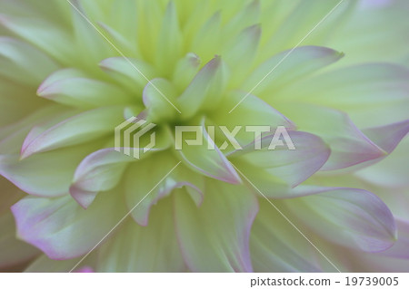 大麗花 大麗花 19739005