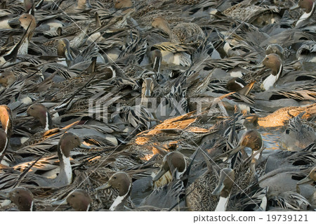 Food scenery of the nursing galleries 19739121